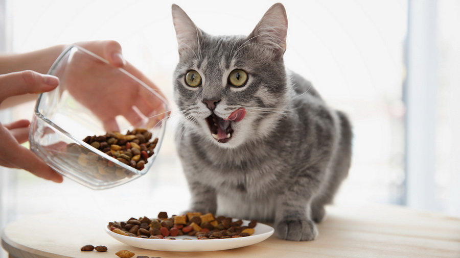 Чем кормить домашних питомцев: мнения владельцев собак и кошек