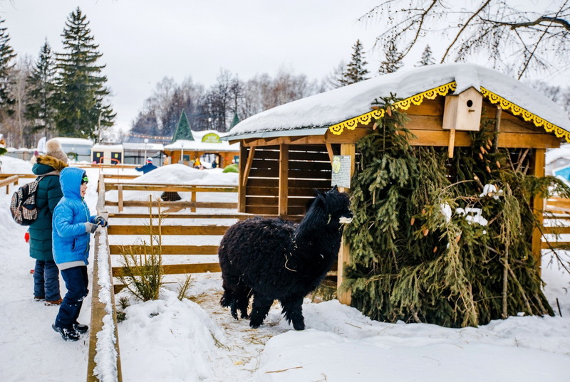 Зооуголок «Ковчег» снова принимает елки, оставшиеся после Нового года