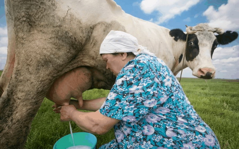 Власти Чувашии начнут платить сельчанам в этом году по 70 тысяч за покупку коровы